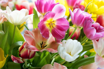 lots of tulips of different colors close up