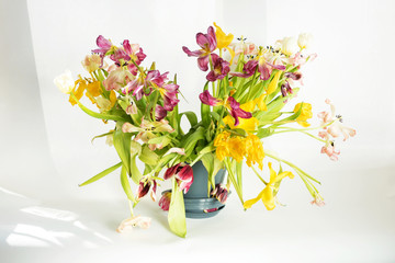 wilting bouquet of tulips on a light background