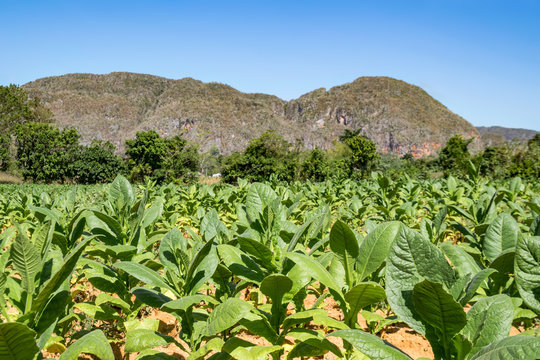 Tabakfeld mit großen Tabakpflanzen vor den Bergen im Vinales Tal