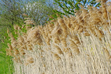 Dry reed stand