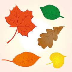 Vector illustration various leaves. Use for autumn/fall decorative - banner, label, tag, poster,card, eshop, web, presentation etc. Colorful - yellow, orange, green, brown, red. Eps 10
