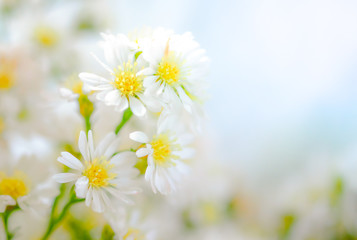 White cutter flower on background.