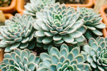 Plant succulent close-up