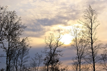 Fototapeta na wymiar alberi silhouette ed un cielo nuvoloso 
