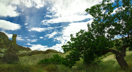 Obraz premium alpine cherry blossom cherry blossom cherry blossom