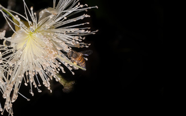 Bees on the water apple's flower with black background.Isolated.