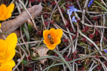 Bienen Blumen Blumenherz, Bestäubung, pollinisation, abeille, fleur