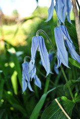 Obraz premium Blue bellflowers on soft green bokeh background