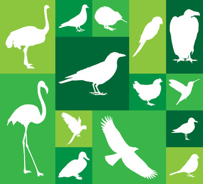 Large and detailed set of different bird icons.