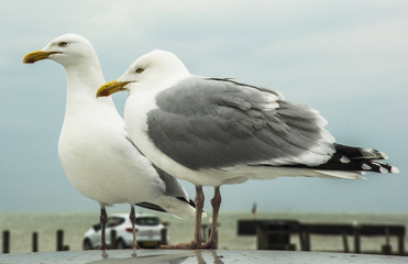 Fototapeta premium Lesser Black-backed Gull Larus fuscus