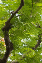 carved leaves, a mosaic of leaf