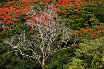 carved leaves, a mosaic of leaf