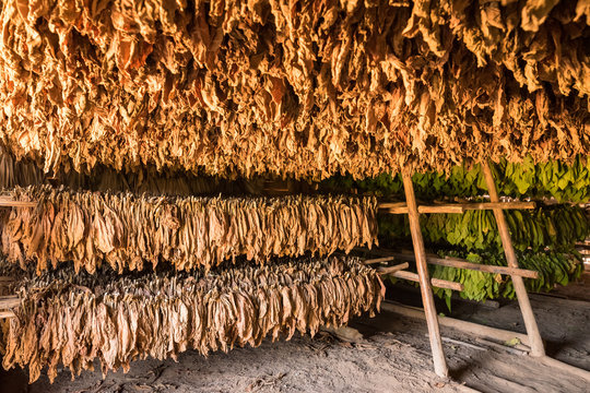 Scheune zum Trocknen von Tabakblättern im Vinales Tal in Kuba