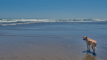 Fototapeta na wymiar Dog on leash enjoying a day at Piha Beach New Zealand
