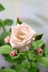 Branch of beautiful pink rose