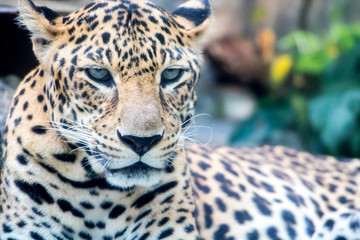 Lying leopard watching the surroundings.