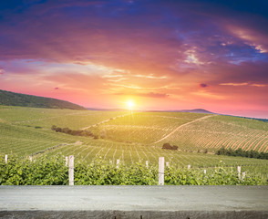 Ripe wine grapes on vines in Tuscany, Italy. Picturesque wine farm, vineyard. Sunset warm light