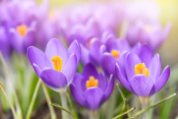 Beautiful purple crocuses flowers close-up. Bright natural background with sunny 