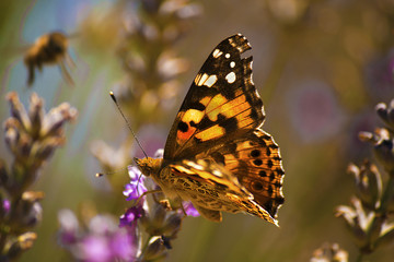  butterfly animal lavender flower nature