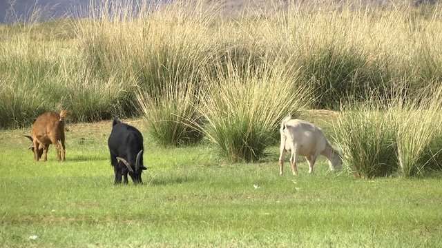 Goats on a pasture in Mongolia. Travel video. Wild animals in their natural habitat.