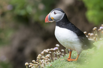 Fototapeta premium Atlantic Puffin (Fratercula arctica) adult, standing on sea cliff amongst flowering sea thrift, Great Saltee, Saltee Islands, Ireland.
