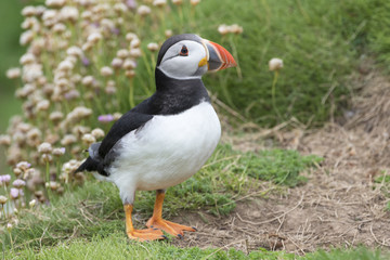 Atlantic Puffin (Fratercula arctica) adult, standing on sea cliff amongst flowering sea thrift, Great Saltee, Saltee Islands, Ireland.