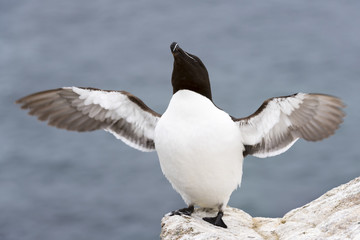 Razorbill (Alca torda) adult, standing on rock of coastal cliff, flapping wings, Great Saltee, Saltee Island, Ireland.