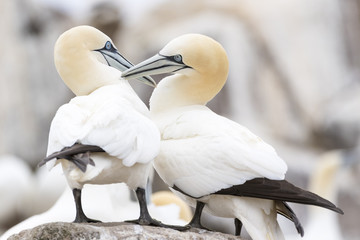 Obraz premium Northern Gannet (Morus bassanus) adult pair, displaying, standing on rock, Great Saltee, Saltee Islands, Ireland