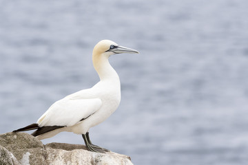 Northern Gannet (Morus bassanus) standing on rock of coastal cliff, Great Saltee, Saltee Islands, Ireland.