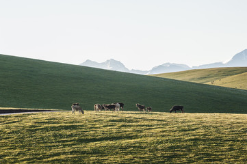 Cattle are at grass in the meadow under the sunshine, Xinjiang of China