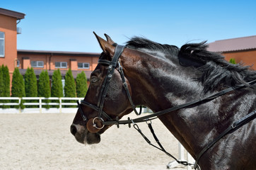 Young, athletic, thoroughbred horse on dressage, close-up