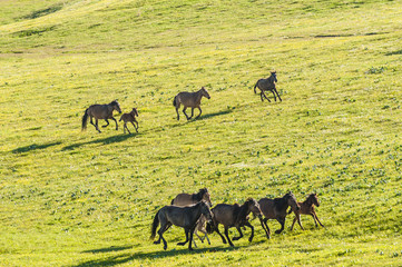 Horses running at the grassland, Xinjiang of China
