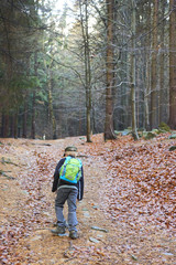 Child boy walking on a forest path. Back view
