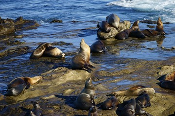 Obraz premium Large group of sea lions enjoying the sun on the seashore rocks