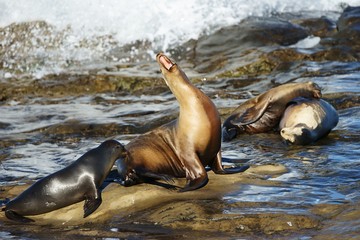 Fototapeta premium Yelling sea lion on the seashore with white water surf on the background
