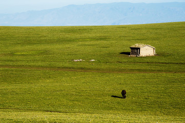 One cattle and the cottage in the grassland, Xinjiang of China