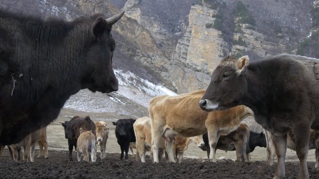 Herd of cows against the background of rocks