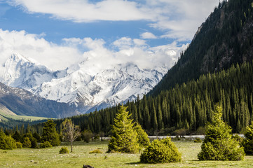 Snow-capped mountains and the pines, Xinjiang of China