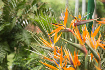 Fototapeta premium Bird of Paradise in Garden
