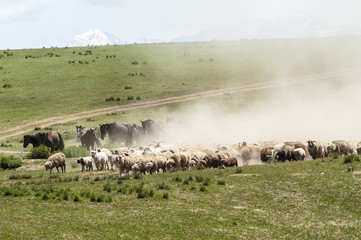 A herd of horses and sheep transfer from winter pasture to summer pasture, Xinjiang of China