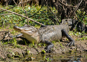 Brazos Bend State Park, Texas