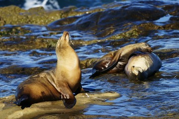 Fototapeta premium Intimate and personal portrait of several sea lions up close