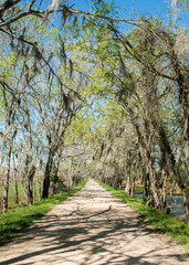 Brazos Bend State Park, Texas