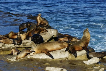 Young and mature sea lions on the seashore with bright blue water on the background