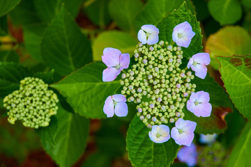 Close-up of a colorfoul hydrangea with green leaves in the background
