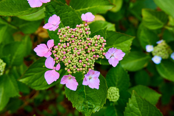 Close-up of a colorfoul hydrangea with green leaves in the background