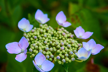 Close-up of a colorfoul hydrangea with green leaves in the background