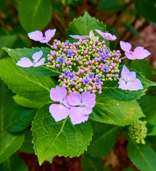Close-up of a colorfoul hydrangea with green leaves in the background