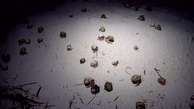 hermit crabs crawl at night on the sand on a tropical beach
