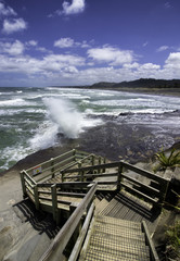 Muriwai Gannet colony near auckland breeding on nest seascape